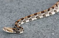 image rattlesnake-jpg